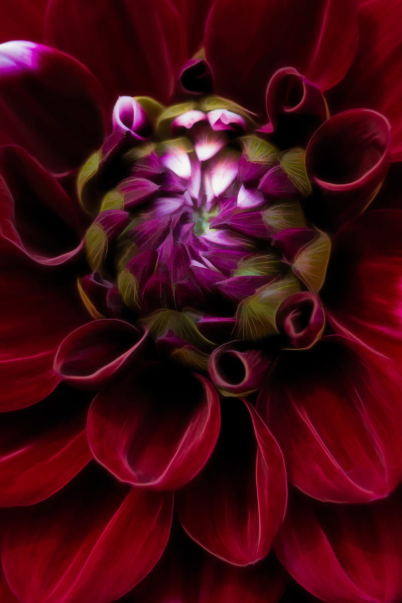 Red and purple flower in close up graphy, HD phone wallpaper | Peakpx