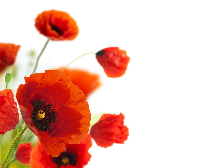 Poppies, red, poppy, flower, spring, white, HD wallpaper