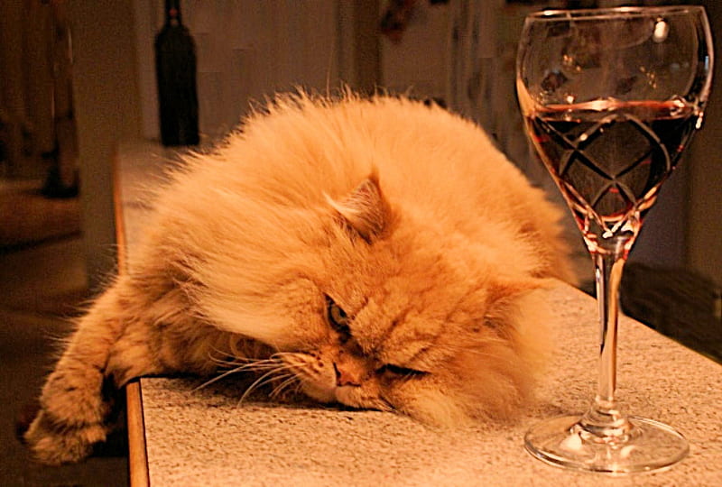 the fun is over, glass, finished, party, drink, fun, cat, over, HD wallpaper