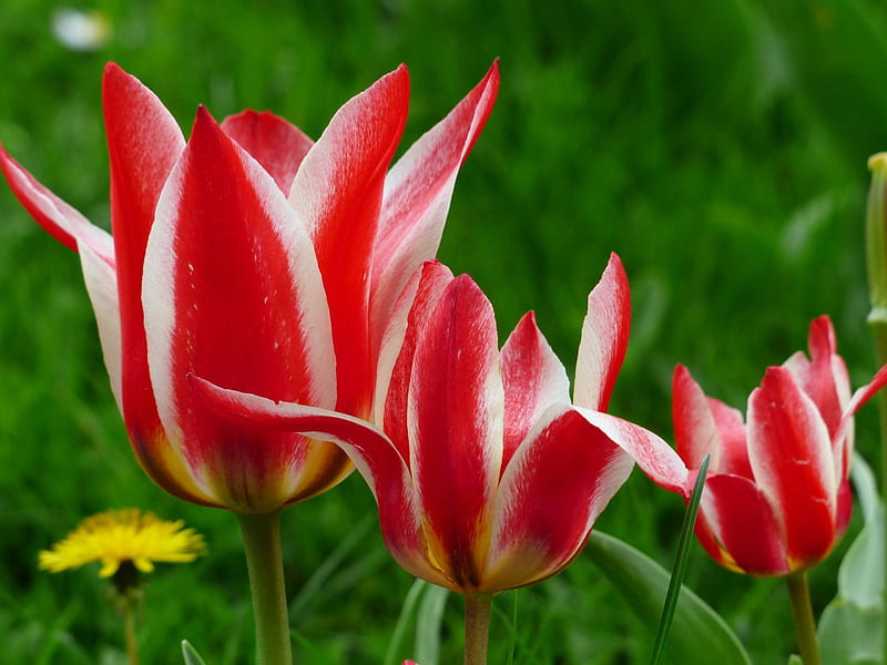 LARGE, Medium and small Tulips!, medium, large, flowers, nature, tulips, small, HD wallpaper