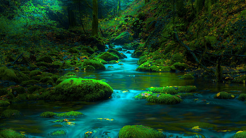 Greenery Moss Stone Stream Nature, HD wallpaper