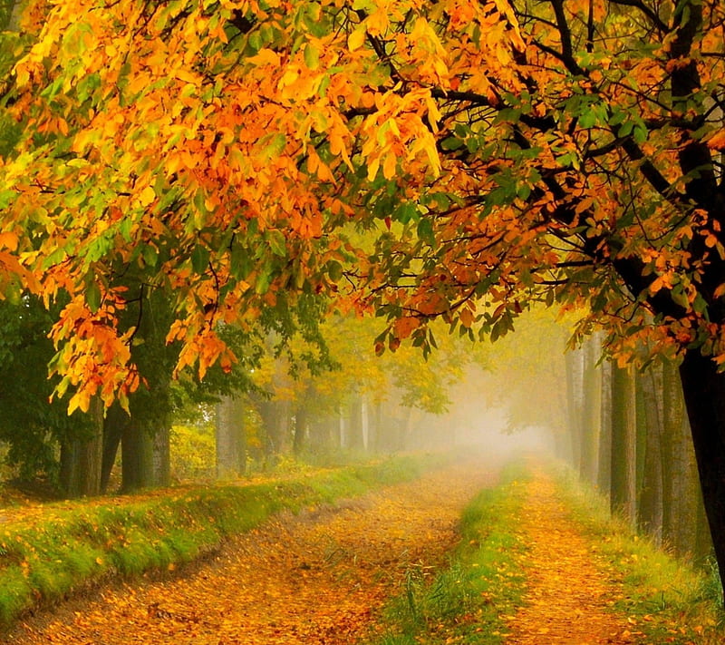 Crimson Autumn Park, autumn, fog, leaves, season, HD wallpaper | Peakpx