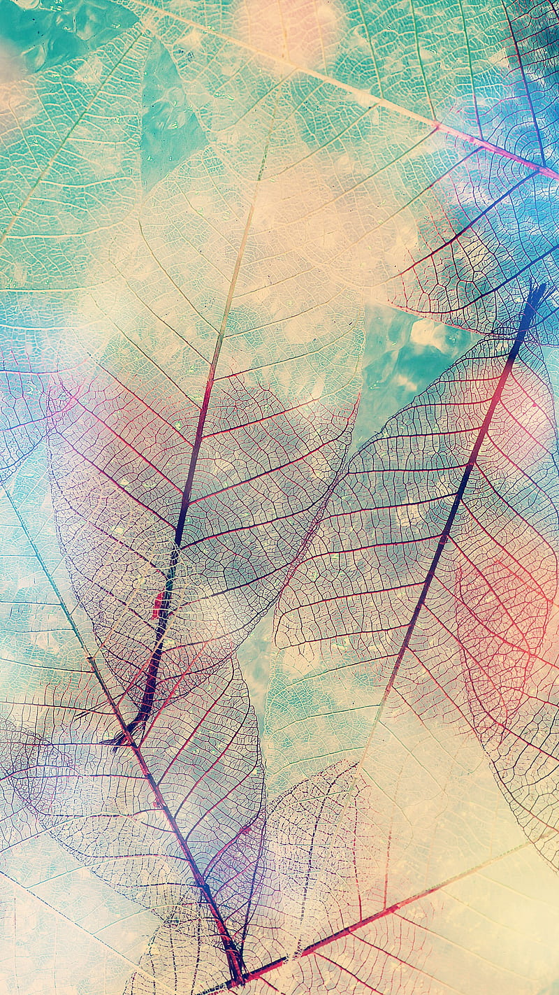 Faded Leaves, HD phone wallpaper