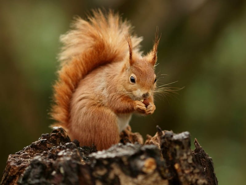 Cute squirrel, cute, squirrel, animals, HD wallpaper | Peakpx