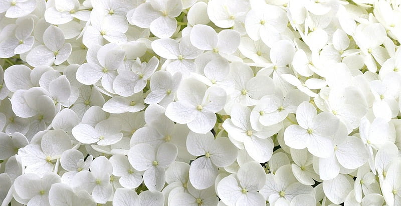 Hydrangeas!, flowers, nature, hydrangeas, white, HD wallpaper