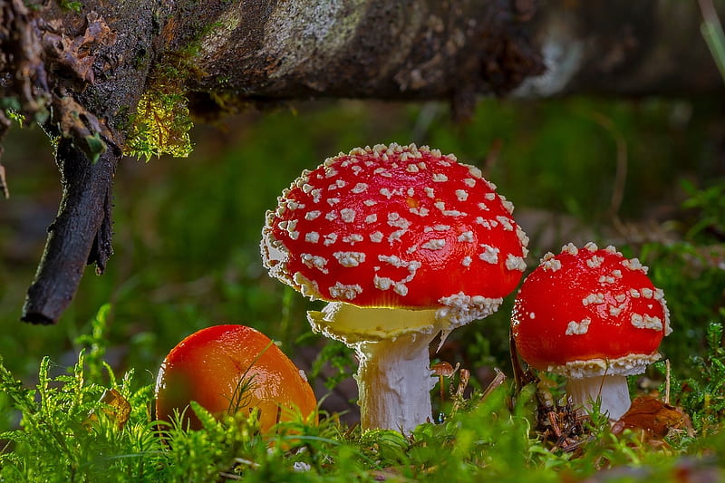 Red Fly Agaric, Red, Mushrooms, Fly agaric, Autumn, Nature, HD wallpaper