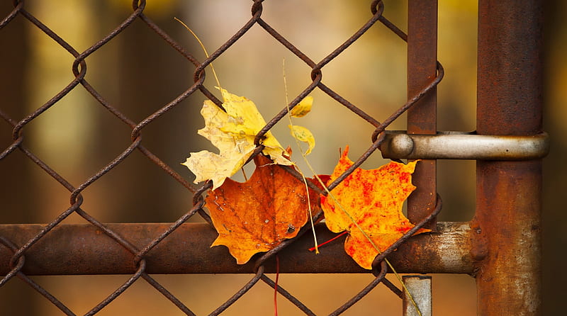 Autumn Leaves, house, handle, colors, wire, door, HD wallpaper