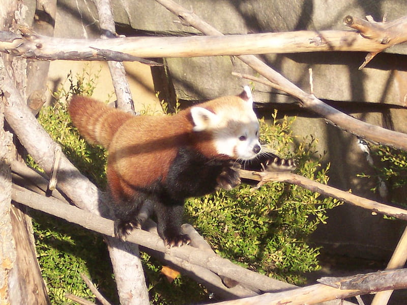 Red Panda, panda, lesser panda, animals, HD wallpaper
