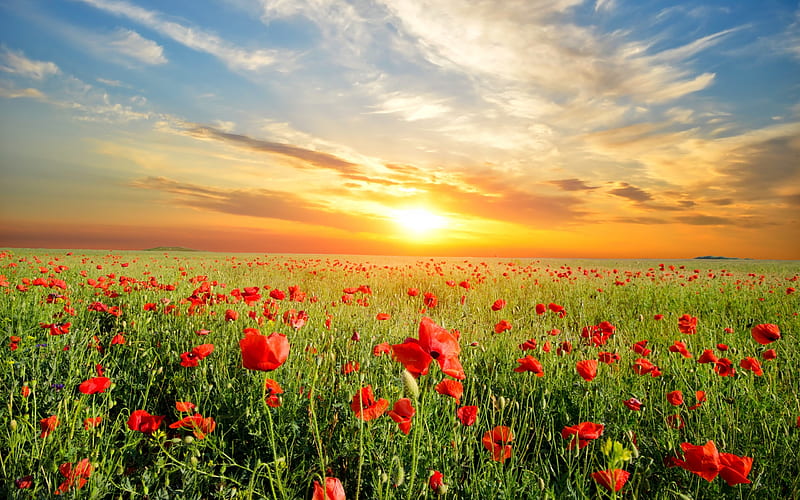 Flower field, red, sun, high definition, bonito, sunset, clouds, high quality, graphy, nice, splendor, green, flowers, sun rays, fields, sunrise, sunbeam, blue, amazing, horizon, a, sky, cool, plants, awesome, sunshine, nature, white, landscape, HD wallpaper