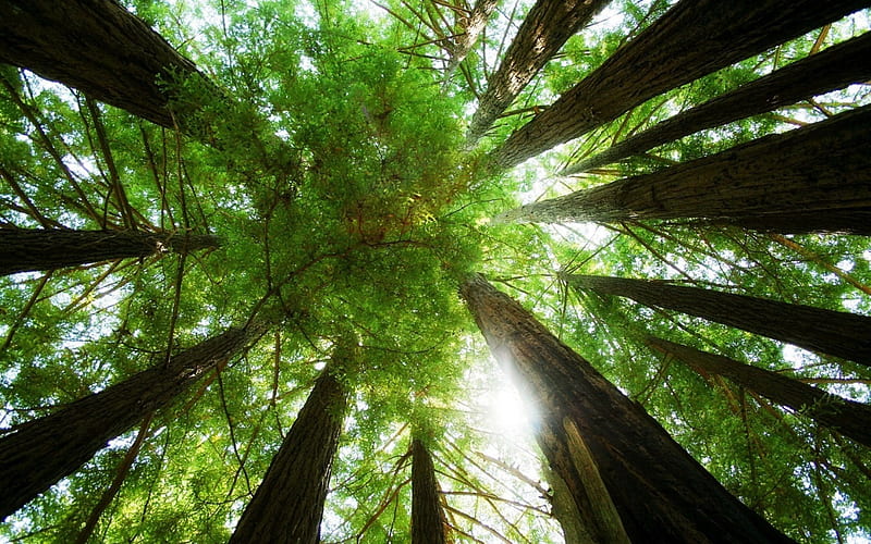 Redwood Trees, canopy, leaves, green, nature, trees, tree canopy, redwoods, HD wallpaper
