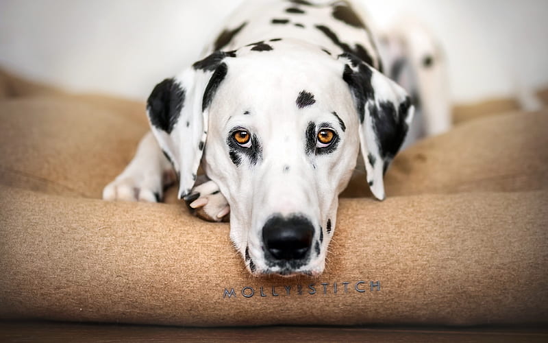 Dalmatian, white spotted dog, cute eyes, puppy, small dog, pets, dogs, HD wallpaper