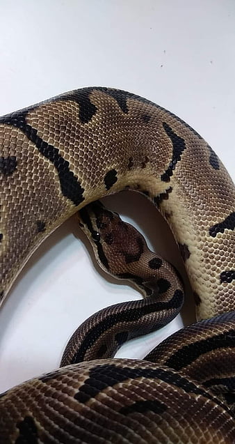ollie ball python, python royal, fond d'écran du téléphone