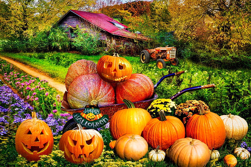 Pumpkins at Grandpa's Barn, flowers, cart, tractor, halloween, autumn, HD wallpaper