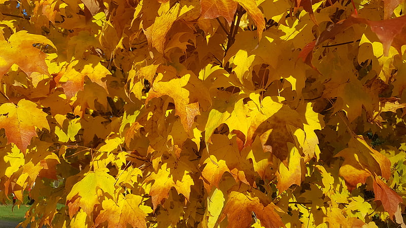 Fall Leaves, beauty, brown, change, day, foliage, gold, halloween, lawn, leaf, natural, nature, orange, plants, rake, season, summer, sun, sunshine, thanksgiving, tree, trees, wild, yard, yellow, HD wallpaper
