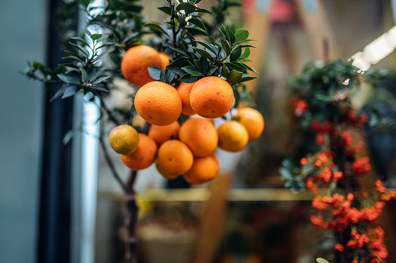 Oranges Fruit Branch Plant Citrus Hd Wallpaper Peakpx