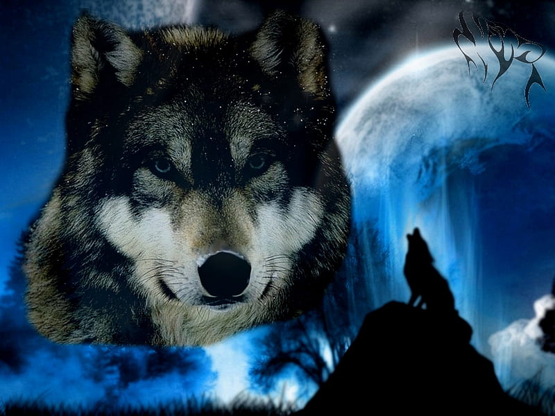 Calm wolf scene, wolfcalmscene, moon, calm, cool, wolf, blue, scene, HD ...