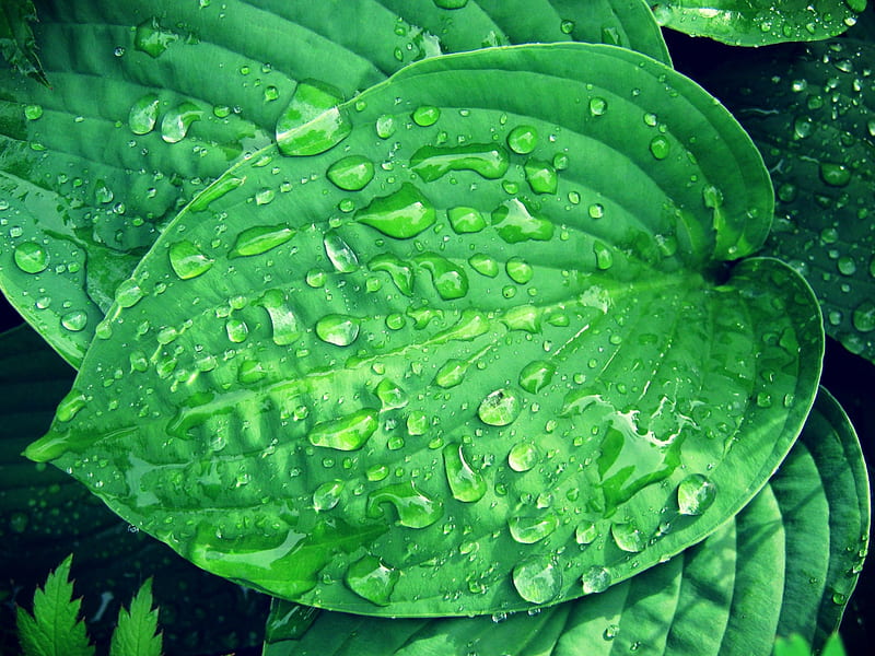 rainy Hosta, leaves, green, grass, fresh, raindrops, Hosta, leaf, HD wallpaper