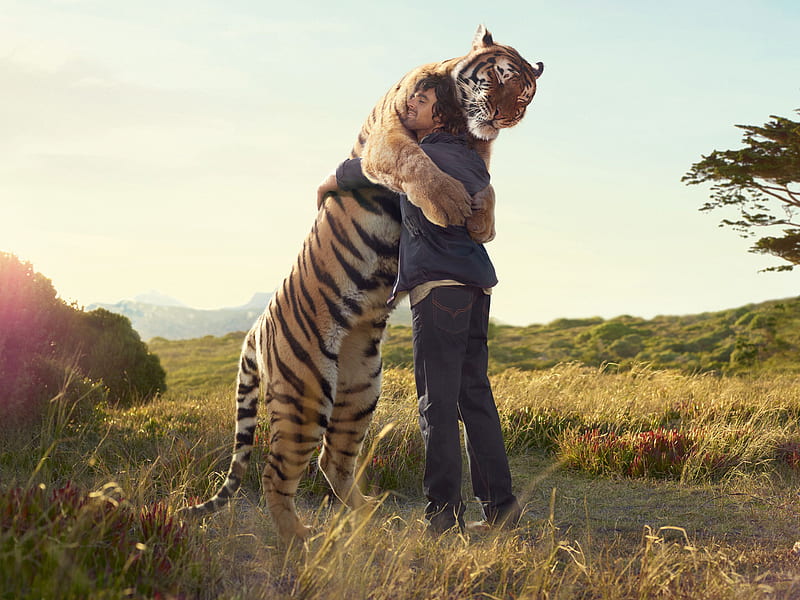 Tiger Huge, anima, huge, human, love, tiger, HD wallpaper