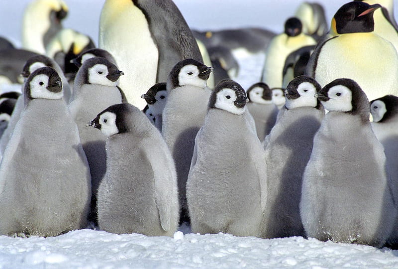 baby penguins, birds, penguins, HD wallpaper