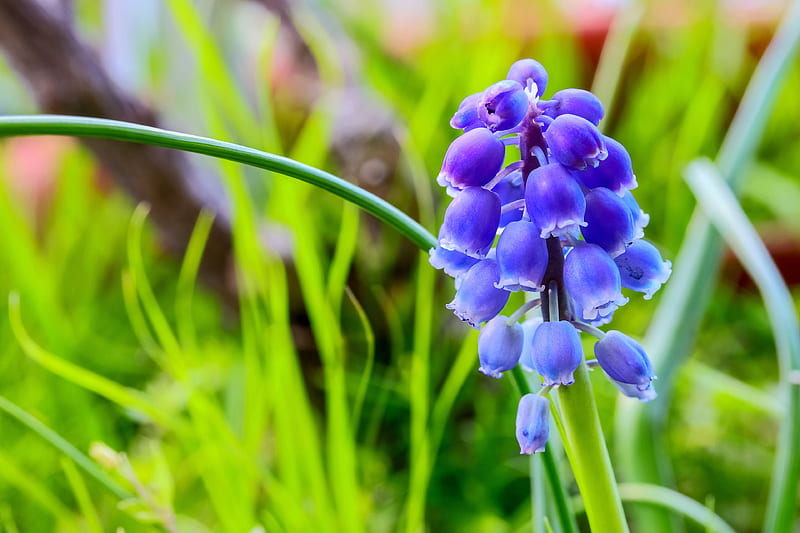 Flowers, Hyacinth, Blue Flower, Blur, Flower, Spring, HD wallpaper