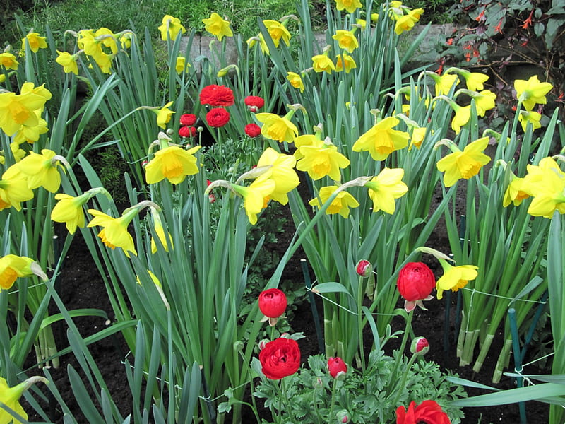 Flowers Symbolizing Strength 09, red, Daffodils, graphy, green, garden, Flowers, HD wallpaper