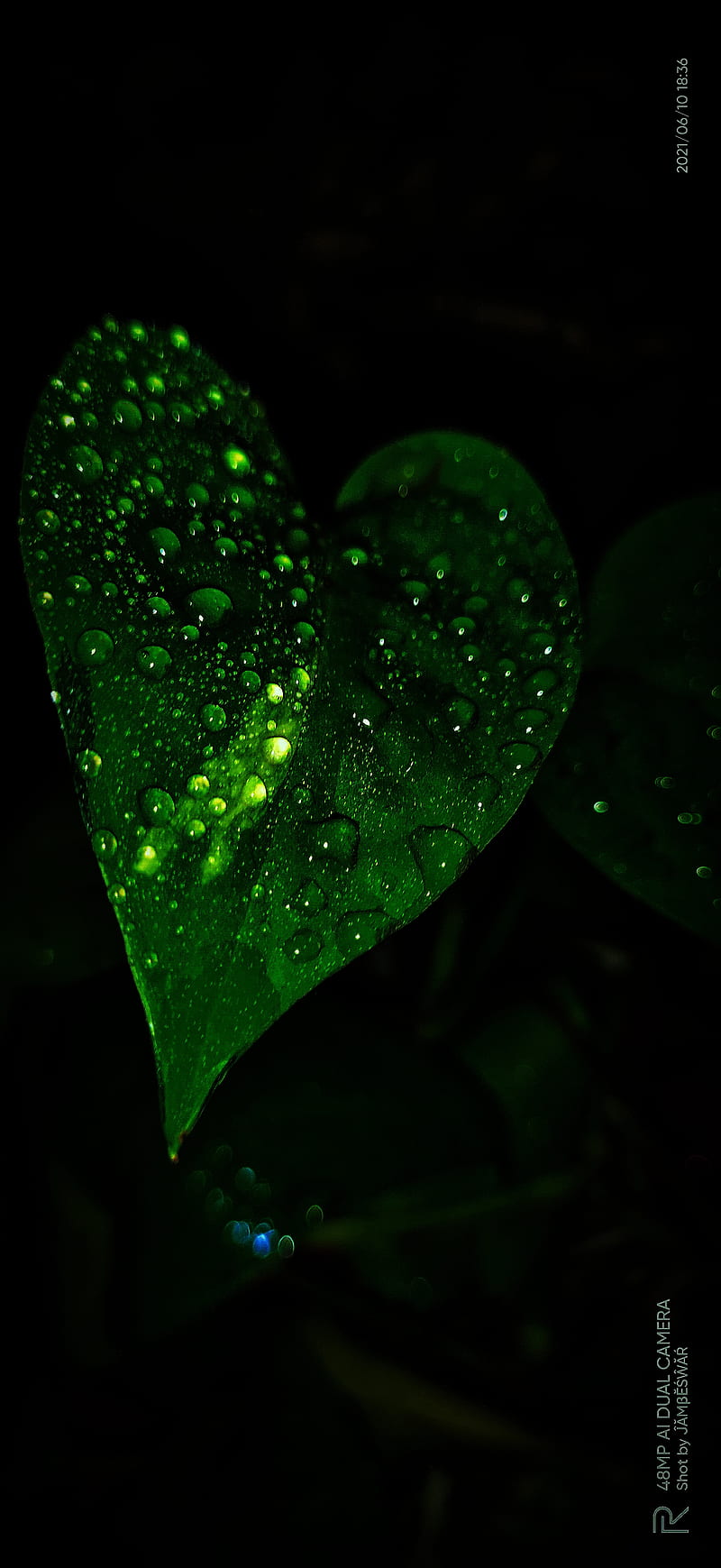 Money plant, edge, green, luck, leaf, nature, good, HD phone wallpaper |  Peakpx