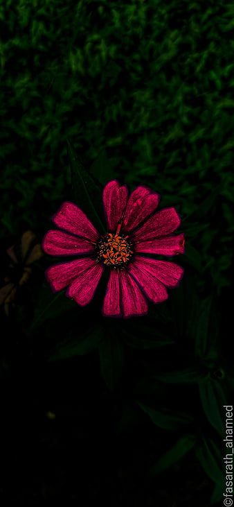 Flower, abstract, dark, flowers, girl, pink, HD phone wallpaper | Peakpx