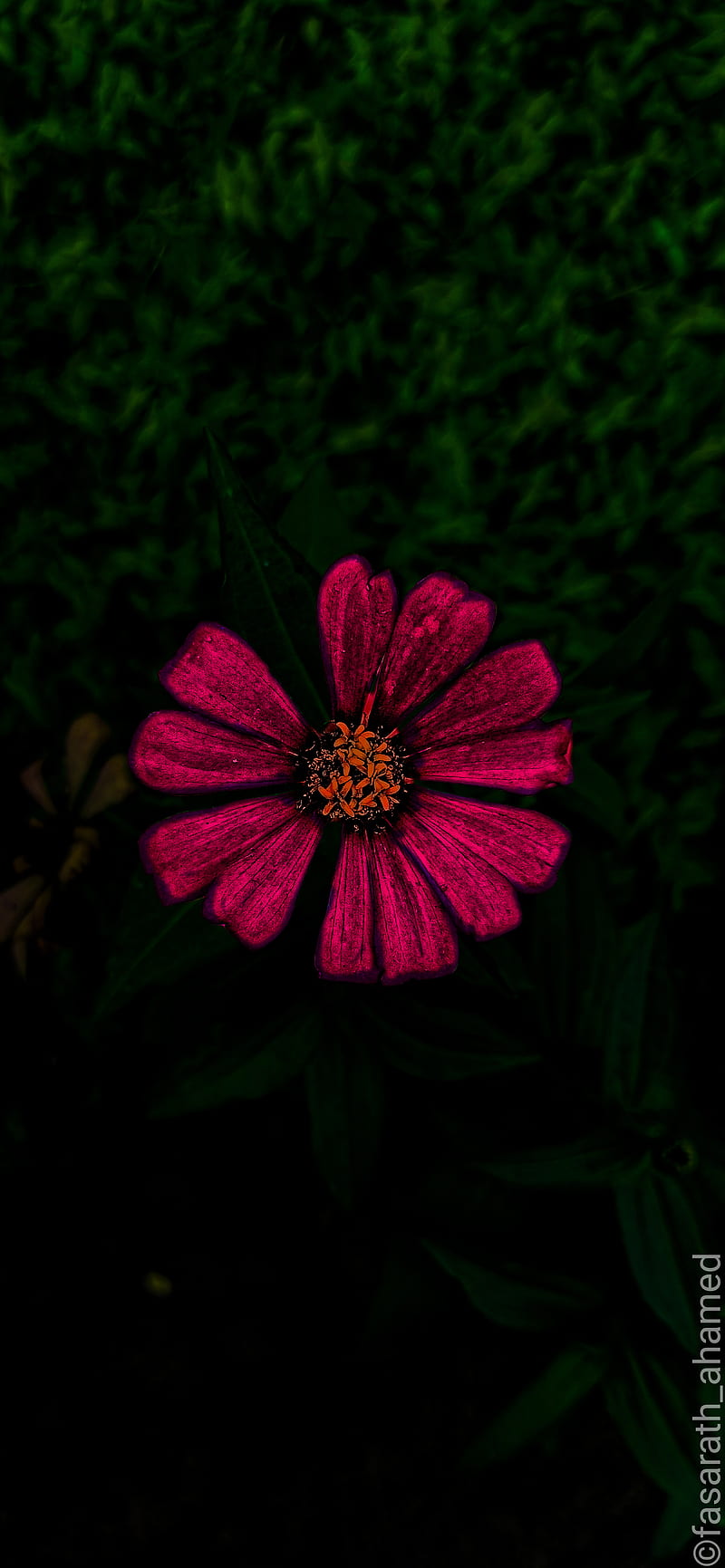 Flower Abstract Dark Flowers Girl Pink Hd Mobile Wallpaper Peakpx