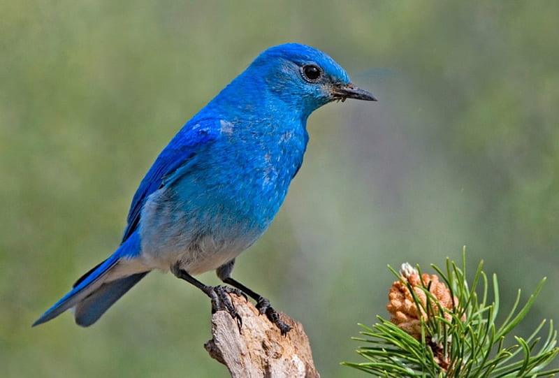 Mountain Bluebird, bird, wildlife, nature, blue, bluebird, feathers, HD wallpaper