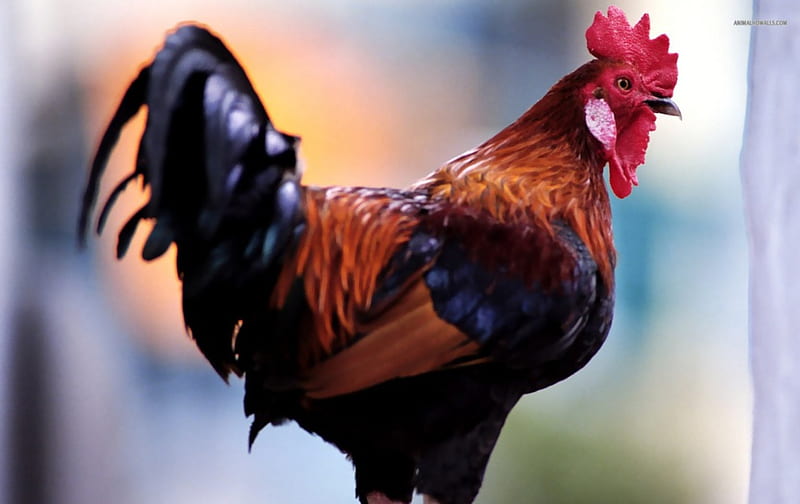 Rooster, hen, wildlife, nature, chick, animals, HD wallpaper | Peakpx