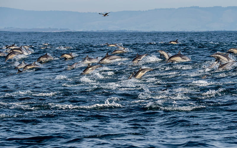 Herd of Common Dolphins in Monterey Bay, California, nature, dolphins, usa, animals, HD wallpaper