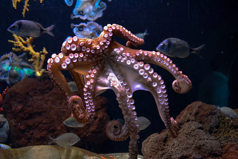 4K free download | brown octopus, HD wallpaper | Peakpx