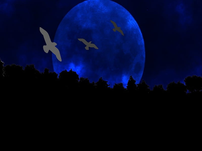 DARK BLUE MOON, moon, dark, birds, trees, sky, blue, night, HD wallpaper