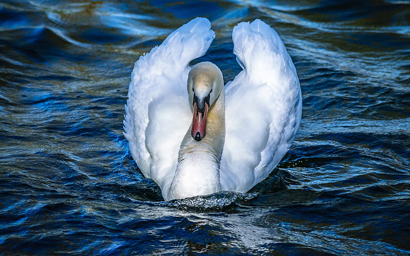White swan, lake, beautiful bird, swans, HD wallpaper