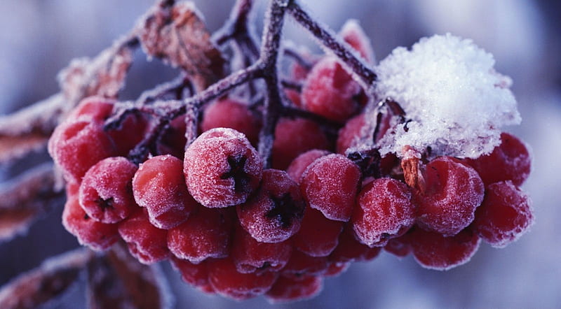 Rowan's fruit, nature, abstract, winter, fruits, frosty, graphy, berries, close-up, macro, frozen, frost, HD wallpaper