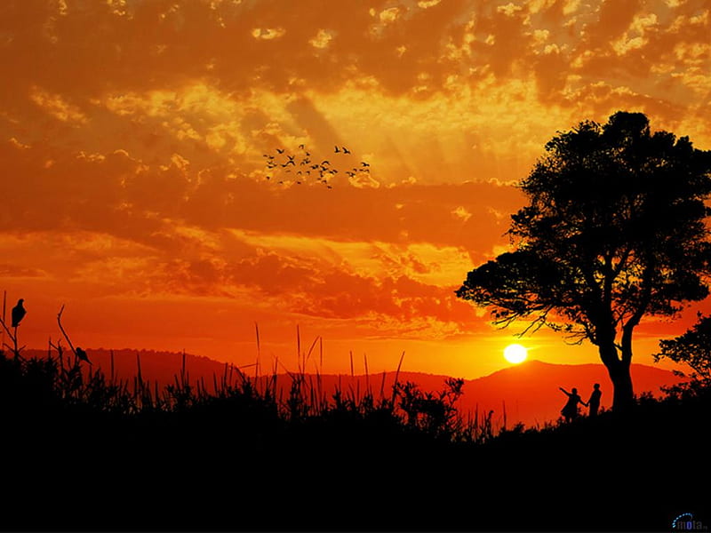 Sunset fire, tree, cloud, bird, nature, sunset, silhouette, sky, HD wallpaper