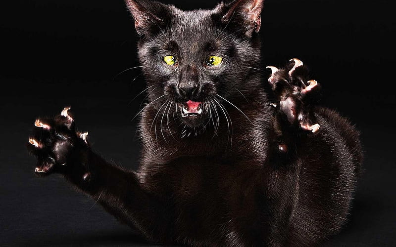 ANGRY KITTY, paws, wild, black, mad, cat, fears, angry, HD wallpaper