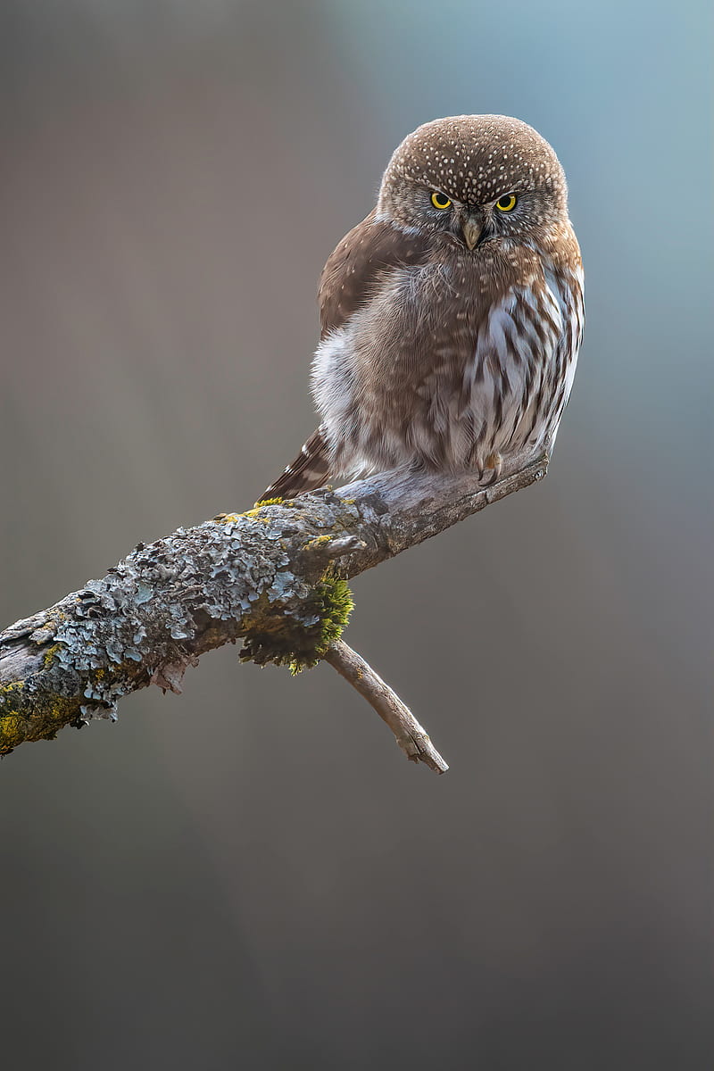 owl, bird, beak, feathers, HD phone wallpaper