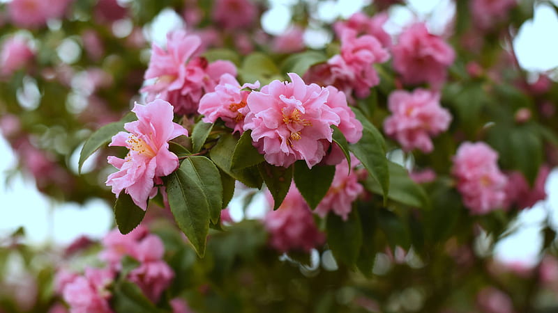 Camelia rosa flores hojas verdes plantas flores, Fondo de pantalla HD |  Peakpx