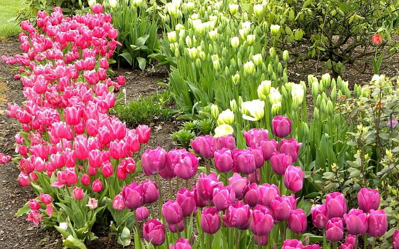 Flower bed, nature, spring, tulips, HD wallpaper