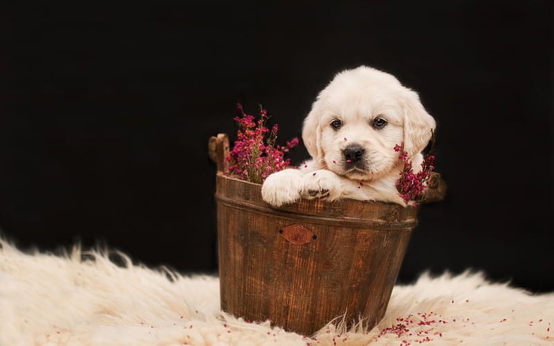 little labrador, cute puppy, pets, golden retriever, puppies, small dogs, dog in a basket, dogs, HD wallpaper