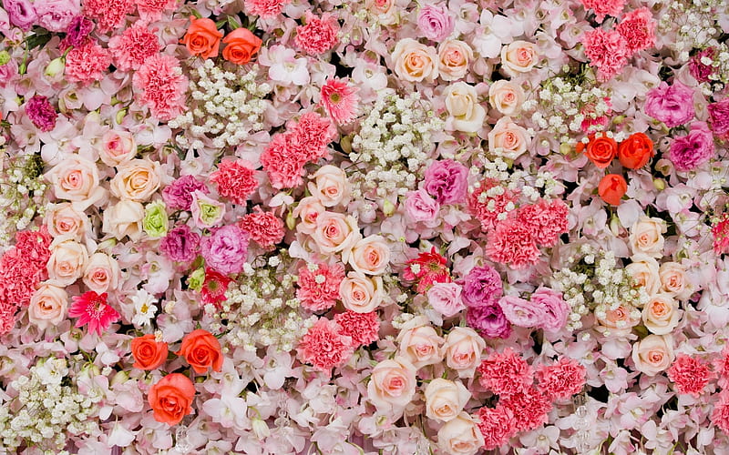 Flowers, vara, rose, texture, flower, summer, skin, carpet, pink, HD wallpaper