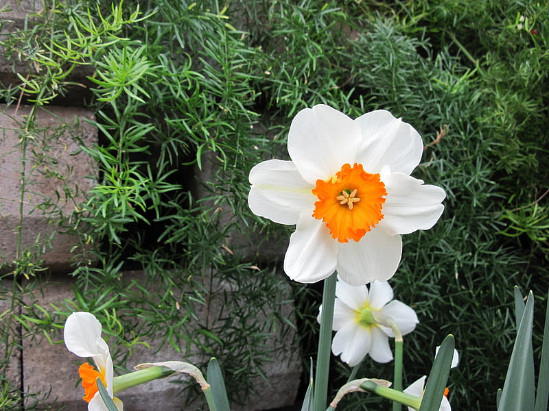 Essence of Flowers 31, Daffodils, graphy, green, orange, garden