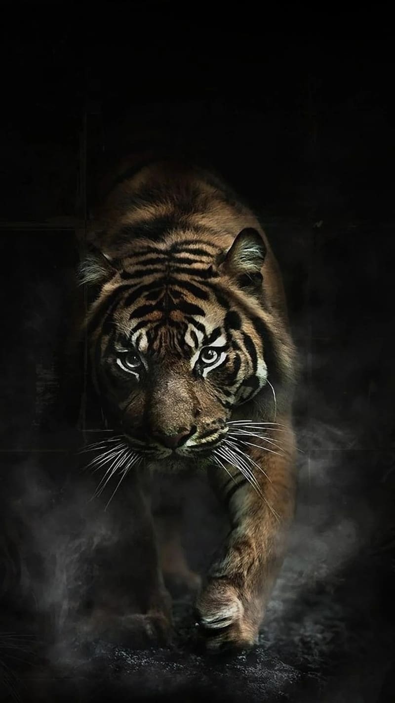 Gb Whatsapp Dp, Tiger, Smoky Effect, animal, HD phone wallpaper