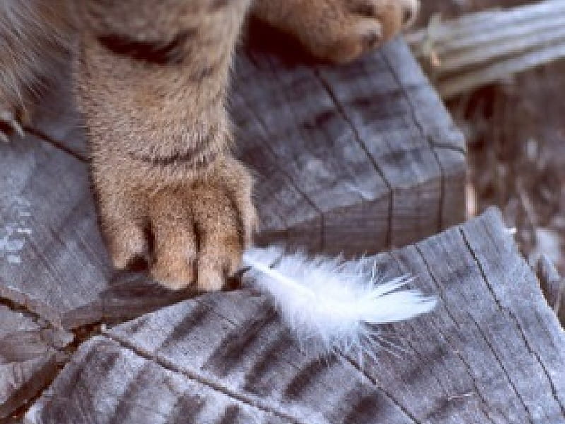 DARN! I ALMOST HAD HIM!!, feet, kitty paws, cats, tree stump, feathers, HD wallpaper