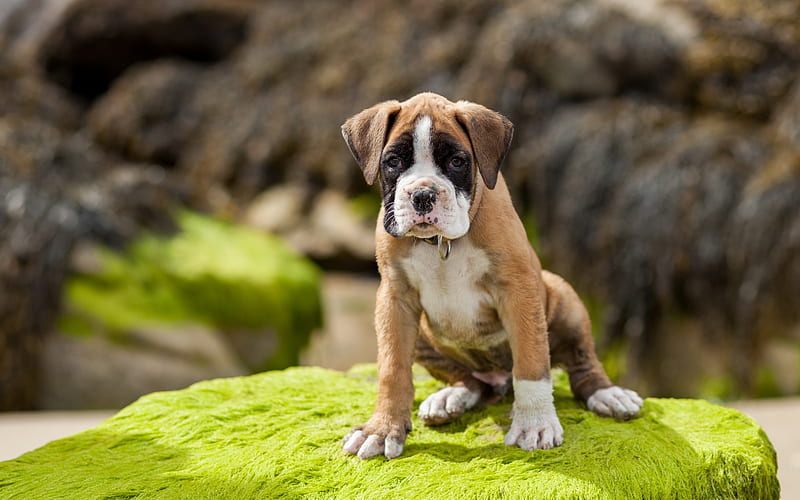 Boxer Dog, bokeh, pets, small boxer, cute animals, puppy, dogs, Boxer, HD wallpaper