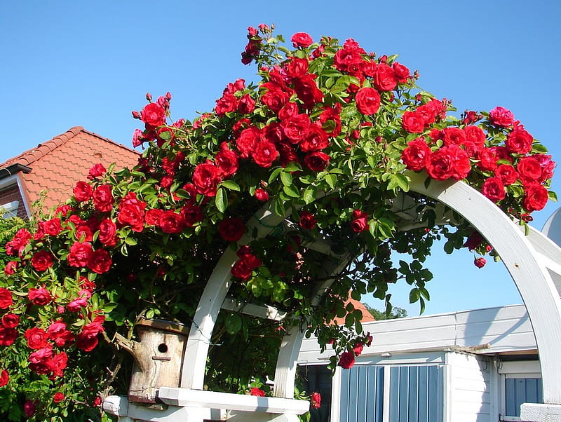roses arbor, gate, red, home, garden, roses, arbor, HD wallpaper