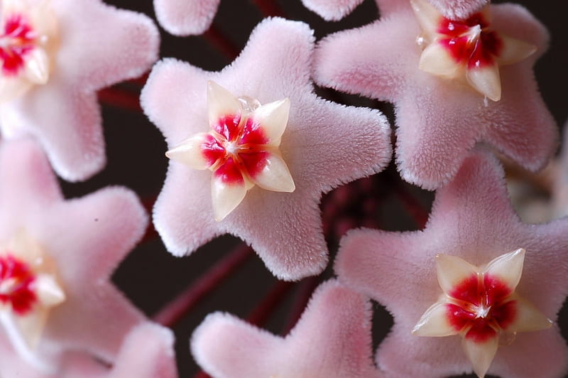 Wax Flower (Hoya carnosa), wax, fragrant, flower, asclepiad, pink, hoya, scented, HD wallpaper