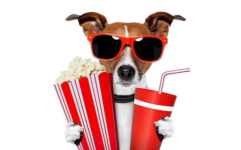 Ready for the movie, popcorn, red, movie, paw, caine, creative, animal, sunglasses, fantasy, jack russell terrier, drink, funny, white, dog, HD wallpaper