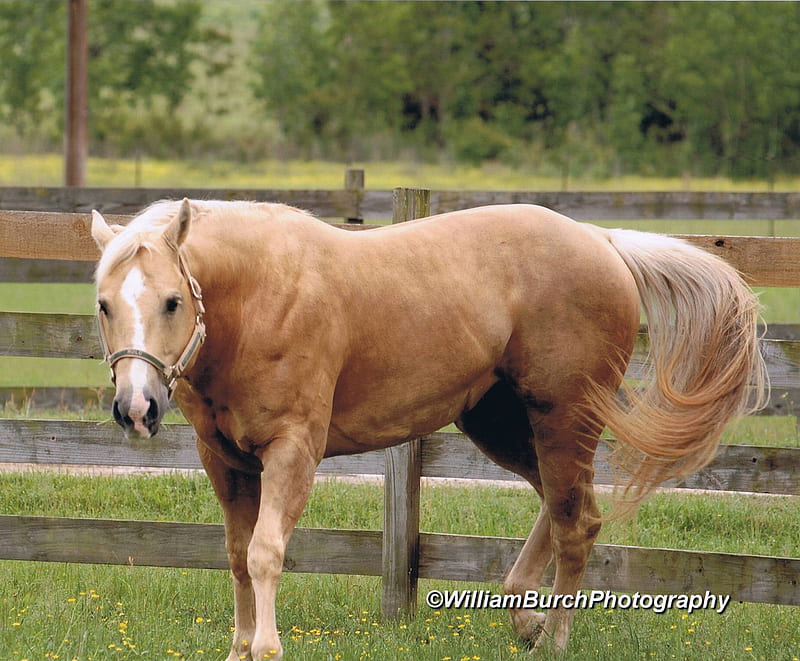 American Quarter Horse, palomino, animals, horses, wild horses, HD wallpaper